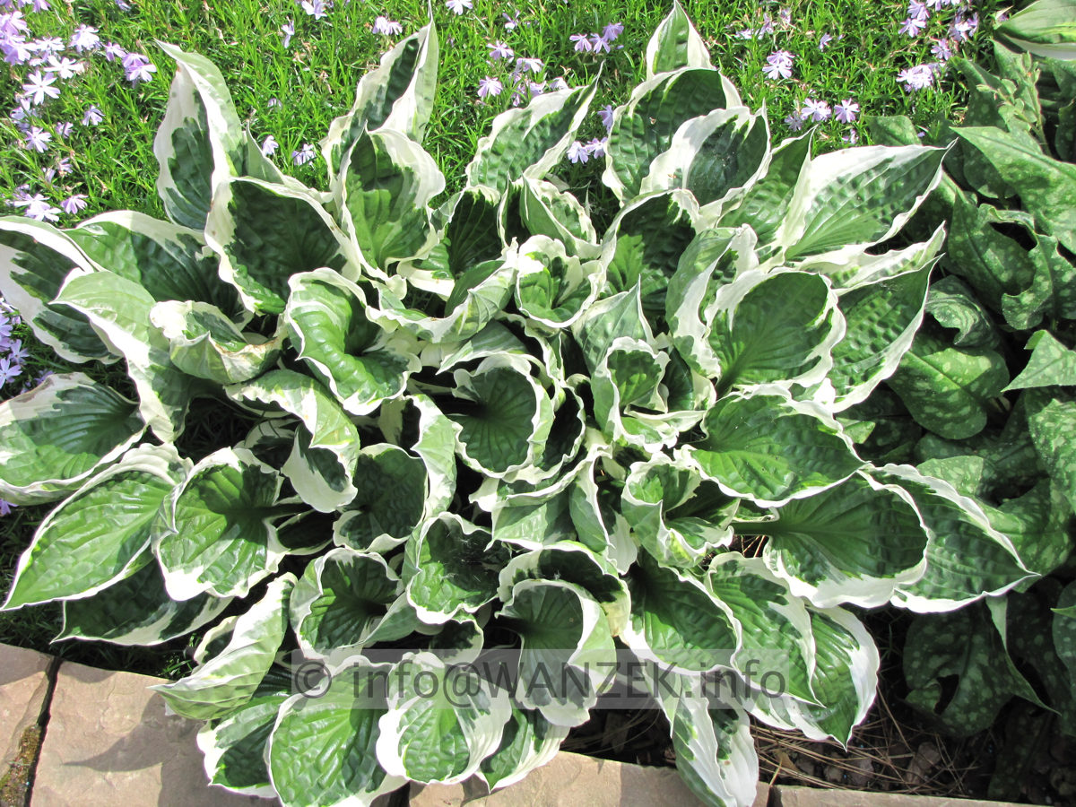 Hosta fortunei Patriot 02.JPG